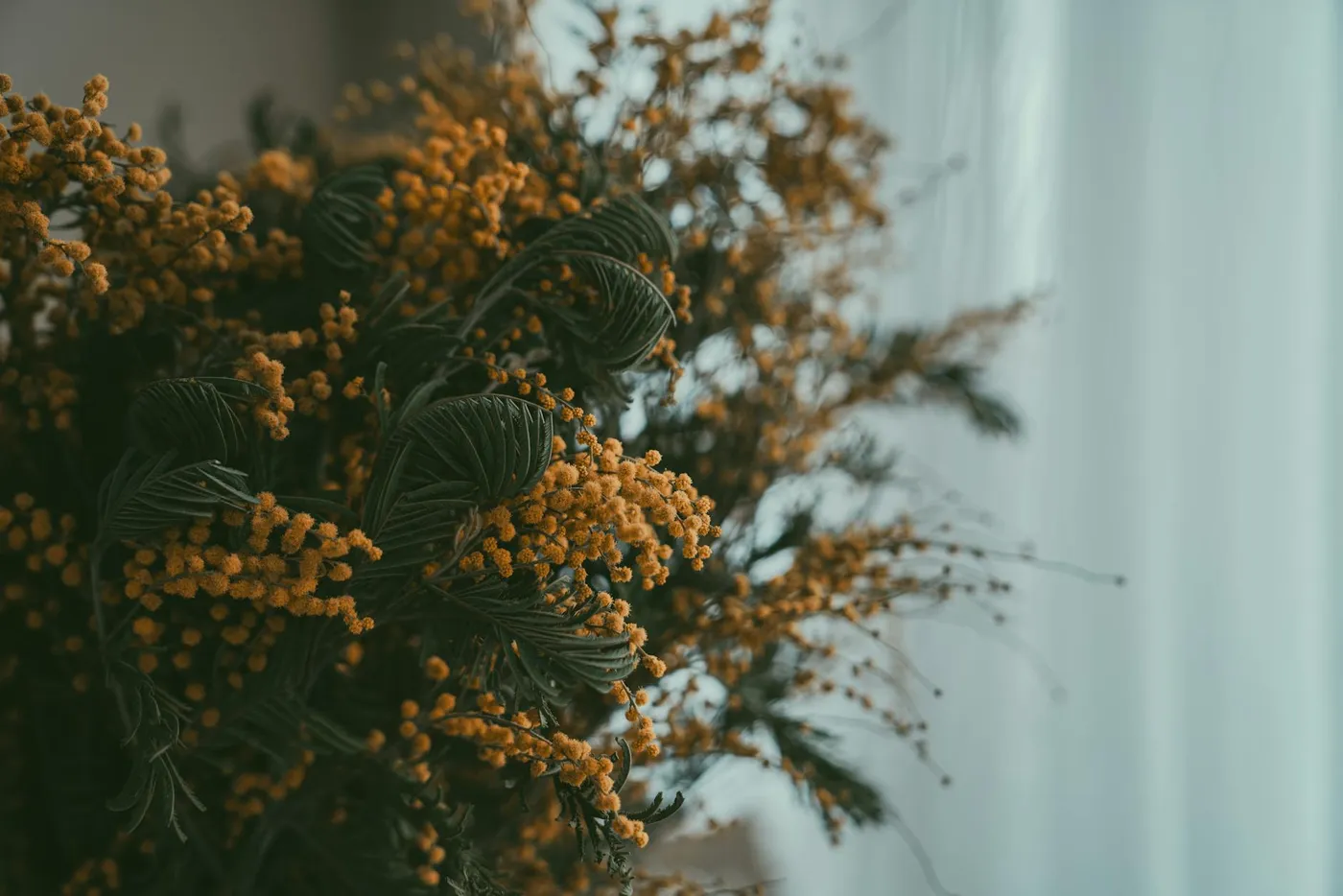 Bright yellow mimosa blossom on a branch