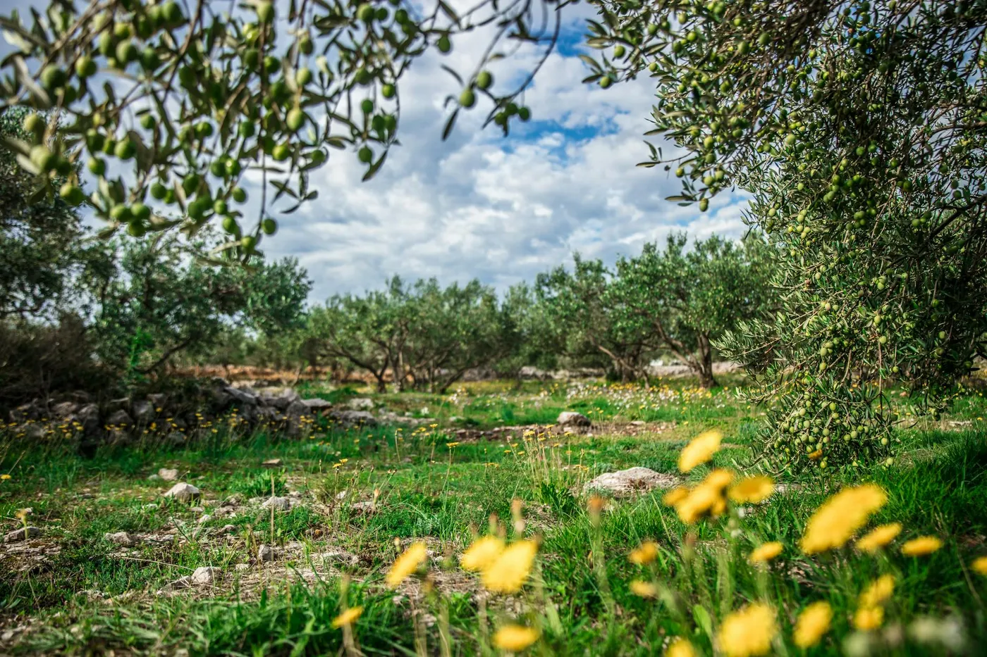 Olive grove on a hillside terrace