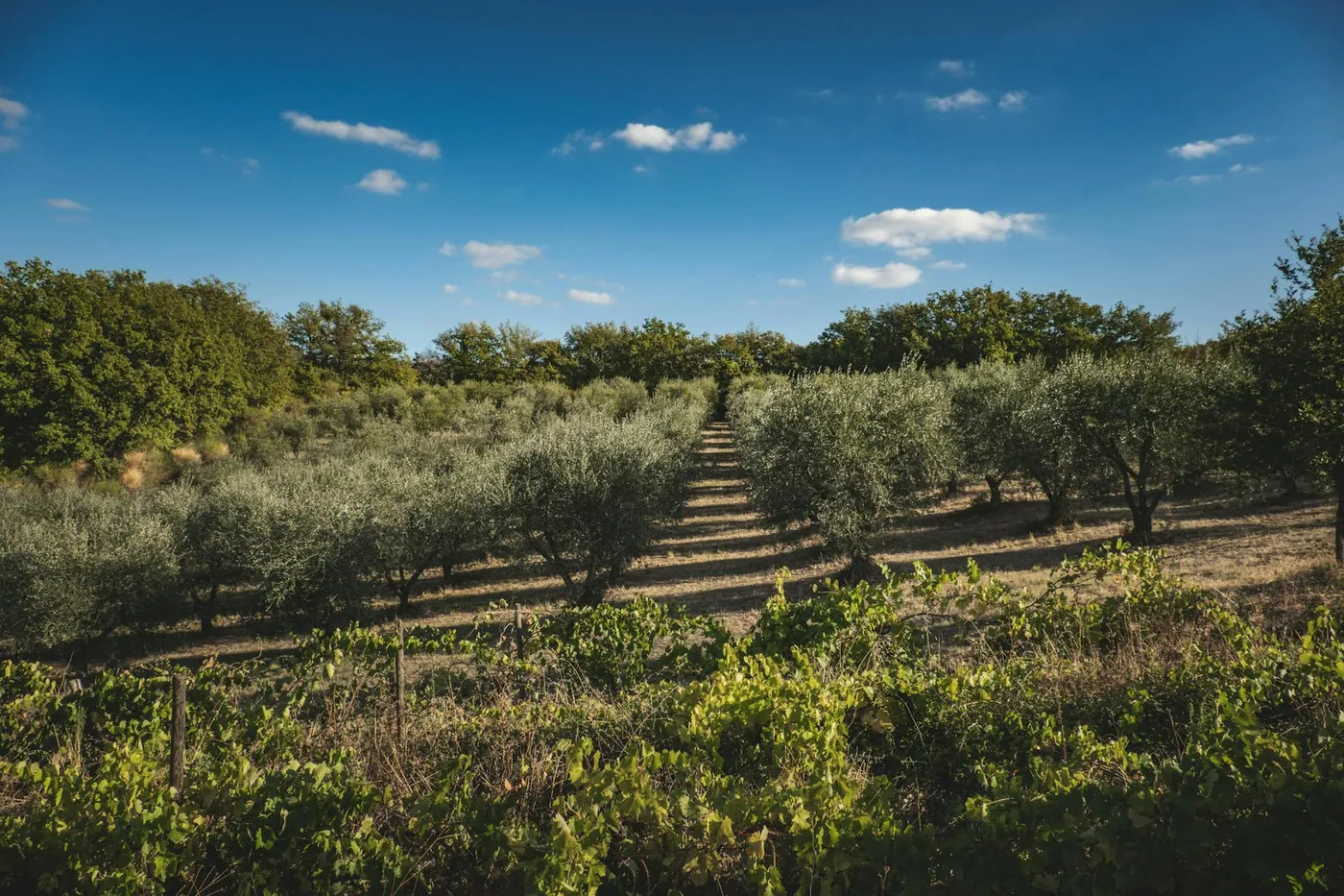 Degustazione di olio d'oliva sopra la città